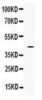 Intelectin 1 antibody, PB10004, Boster Biological Technology, Western Blot image 