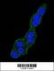 Heat Shock Protein Family A (Hsp70) Member 5 antibody, 61-767, ProSci, Immunofluorescence image 