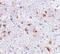 Programmed Cell Death 1 Ligand 2 antibody, LS-C19687, Lifespan Biosciences, Immunohistochemistry frozen image 