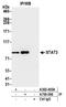 PCNA antibody, A700-098, Bethyl Labs, Immunoprecipitation image 