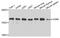 CD69 Molecule antibody, STJ23008, St John