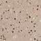 Chromosome 1 Open Reading Frame 21 antibody, PA5-55432, Invitrogen Antibodies, Immunohistochemistry frozen image 