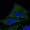 Coenzyme Q9 antibody, HPA040918, Atlas Antibodies, Immunocytochemistry image 