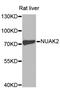NUAK Family Kinase 2 antibody, LS-C331241, Lifespan Biosciences, Western Blot image 