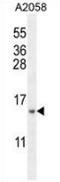 Mitochondrial Ribosomal Protein S24 antibody, AP52753PU-N, Origene, Western Blot image 