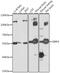 Signal Regulatory Protein Alpha antibody, GTX64435, GeneTex, Western Blot image 