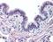 Mucin 13, Cell Surface Associated antibody, orb96726, Biorbyt, Immunohistochemistry paraffin image 