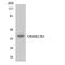 Olfactory Receptor Family 8 Subfamily B Member 2 antibody, A17584, Boster Biological Technology, Western Blot image 