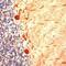 Tubulin Gamma 1 antibody, PA1-38817, Invitrogen Antibodies, Immunohistochemistry paraffin image 