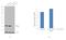 Snail Family Transcriptional Repressor 1 antibody, MA5-14801, Invitrogen Antibodies, Western Blot image 