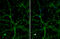 OTU Deubiquitinase, Ubiquitin Aldehyde Binding 1 antibody, GTX634648, GeneTex, Immunofluorescence image 