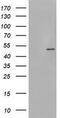 Phosphorylase Kinase Catalytic Subunit Gamma 2 antibody, TA800343BM, Origene, Western Blot image 