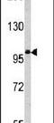 MAGE Family Member C1 antibody, PA5-13161, Invitrogen Antibodies, Western Blot image 