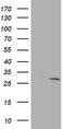 Eukaryotic Translation Initiation Factor 4E antibody, LS-C173027, Lifespan Biosciences, Western Blot image 