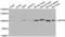 Ubiquitin Specific Peptidase 16 antibody, LS-C334348, Lifespan Biosciences, Western Blot image 