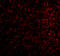 NCSTN antibody, 3983, ProSci, Immunofluorescence image 
