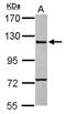 Caspase Recruitment Domain Family Member 6 antibody, NBP2-15704, Novus Biologicals, Western Blot image 