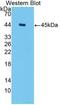 Aquaporin 4 antibody, abx131904, Abbexa, Western Blot image 