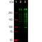 KI-67 antibody, M00254-4, Boster Biological Technology, Western Blot image 