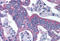Aminoadipate Aminotransferase antibody, MBS247462, MyBioSource, Immunohistochemistry frozen image 