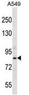 Aspartate Beta-Hydroxylase antibody, AP50276PU-N, Origene, Western Blot image 