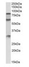 Kininogen 1 antibody, orb154567, Biorbyt, Western Blot image 