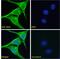 Signal Transducing Adaptor Family Member 2 antibody, 43-583, ProSci, Western Blot image 