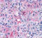 Glutamate Metabotropic Receptor 4 antibody, MBS247523, MyBioSource, Immunohistochemistry frozen image 