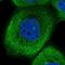 NudC Domain Containing 2 antibody, HPA037385, Atlas Antibodies, Immunocytochemistry image 