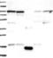 Anaphase Promoting Complex Subunit 16 antibody, NBP1-89048, Novus Biologicals, Western Blot image 