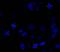 Aurora Kinase A antibody, NB100-2371, Novus Biologicals, Immunocytochemistry image 
