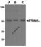 Tripartite motif-containing protein 5 antibody, 3251, ProSci, Western Blot image 