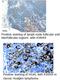 Germinal Center Associated Signaling And Motility antibody, 34044, QED Bioscience, Immunohistochemistry paraffin image 