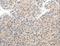 Sodium Voltage-Gated Channel Alpha Subunit 10 antibody, LS-B15406, Lifespan Biosciences, Immunohistochemistry frozen image 