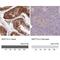 Septin 10 antibody, NBP2-49221, Novus Biologicals, Immunohistochemistry paraffin image 