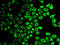 Caspase 7 antibody, LS-C331515, Lifespan Biosciences, Immunofluorescence image 