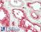 Collectrin, Amino Acid Transport Regulator antibody, LS-B14887, Lifespan Biosciences, Immunohistochemistry paraffin image 