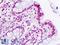 Jun-d antibody, LS-B9055, Lifespan Biosciences, Immunohistochemistry paraffin image 