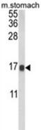 Galectin 2 antibody, AP18097PU-N, Origene, Western Blot image 