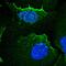 Adducin 1 antibody, HPA035873, Atlas Antibodies, Immunofluorescence image 