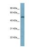 Synaptosome Associated Protein 47 antibody, NBP1-56894, Novus Biologicals, Western Blot image 