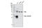 Fas Ligand antibody, 4273S, Cell Signaling Technology, Western Blot image 
