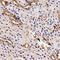 Butyrylcholinesterase antibody, 15-622, ProSci, Immunohistochemistry frozen image 