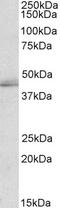 Netrin 4 antibody, 42-825, ProSci, Enzyme Linked Immunosorbent Assay image 