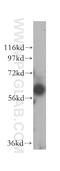Butyrophilin Subfamily 2 Member A2 antibody, 16482-1-AP, Proteintech Group, Western Blot image 