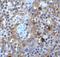 Platelet receptor Gi24 antibody, A32320, Boster Biological Technology, Immunohistochemistry frozen image 
