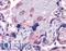 VPS29 Retromer Complex Component antibody, LS-B3946, Lifespan Biosciences, Immunohistochemistry frozen image 