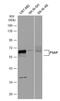 Prosaposin antibody, NBP1-33459, Novus Biologicals, Western Blot image 