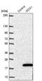 Iron-Sulfur Cluster Assembly 1 antibody, NBP1-89715, Novus Biologicals, Western Blot image 