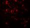 Adhesion Molecule With Ig Like Domain 1 antibody, LS-B10145, Lifespan Biosciences, Immunofluorescence image 